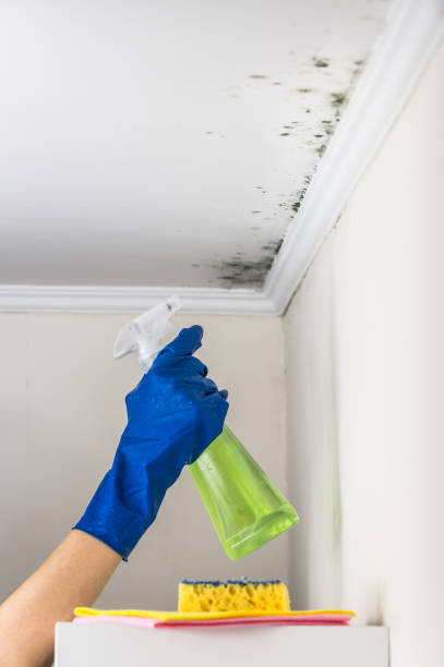 Mold Removal for HVAC Installations